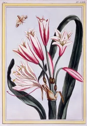 Amaryllis de folhas longas, pub. 1776.