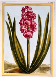 Royal Crimson, pub. 1776.