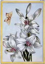 O Grande Lírio Branco, pub. 1776.