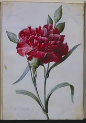 Um cravo vermelho escuro, 1822