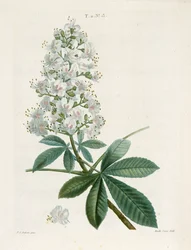 Aesculus Hippocastorum, Castanha da Índia, c1800-1830.