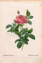 Andre Du Pont
