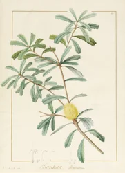 Banksia Marcescens, 1813 (wc e bodycolour sobre grafite aveludado)
