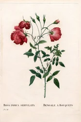Bengala a rosa de Bouquets, variedade Rosa chinensis. Gravura em chapa de cobre colorida à mão de "Les Roses", Paris, de Pierre Joseph Redoute.