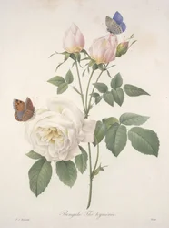 Chá Hymen de Bengala, da Escolha das Flores Mais Bonitas e das Mais Belas Frutas, 1827 (gravura colorida à mão)