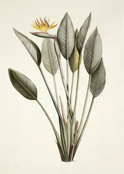 Pássaro do paraíso; Strelitzia Reginae,