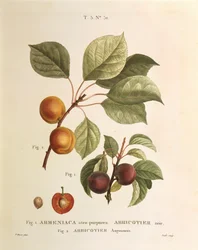 Alperce preto e variedades de alperce: Prunus armeniaca, Armeniaca atropurpurea de Pierre Joseph Redouté (1759-1840)