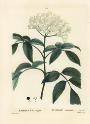 Sabugueiro-preto ou sabugueiro-europeu, Sambucus nigra. Gravura pontilhada colorida à mão por Miss Brenet, segundo uma ilustração de Pierre-Joseph Redouté do Traité des Arbres et Arbustes de Henri Louis Duhamel du Moncel, Paris