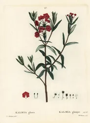 Bog laurel, Kalmia polifolia (Kalmia glauca). Gravura de agulha colorida por Miss Brenet após uma ilustração de Pierre-Joseph Redoute de Henri Louis Duhamel du Moncel