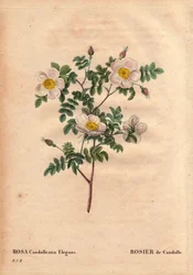 Tábua Botânica, Flower, Rose Variete: De Candolle
