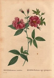 Tábua Botânica, Flower, Rose Variete: Rosa Hudson rosa com caules trepadores (Rosa hudsoniana scandens). Da América do Norte. Em "Les Roses", Volume 2 de Pierre Joseph Redoute (1759-1840)