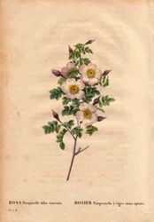 Tábua Botânica, Flower, Rose Variete: Rosa Pimprenelle com caules sem espinhos (Rosa pimpinelli folia inermis). Em "Les Roses", Volume 2 de Pierre Joseph Redoute (1759-1840)