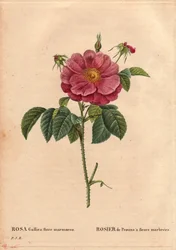 Tábua Botânica, Flower, Rose Variete: Provin Rose com flores marmorizadas (Rosa gallica flore marmoreo). Origem desconhecida. Em "Les Roses", Volume 2 de Pierre Joseph Redoute (1759-1840)