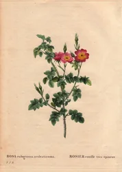 Tábua Botânica, Flower, Rose Variete: Rosa rubiginosa muito espinhosa (Rosa rubiginosa aculeatissima). Obtida por sementes e empanada pela Du Pont por volta de 1810. Em "Les Roses", Volume 2, de Pierre Joseph Redoute (1759-1840)