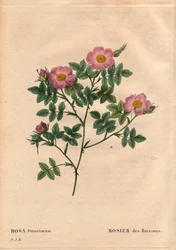 Tábua Botânica, Flower, Rose Variety: Rosa da Sarça (Rosa dumetorum). Da família das rosas caninas da Europa e da Ásia, descobertas antes de 1821. Em "Les Roses", Volume 2, de Pierre Joseph Redoute (1759-1840)