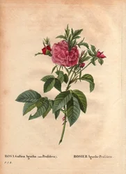 Tábua Botânica, Flower, Rose Variety: Rosa Agathe Prolifere (Rosa Gallica Agatha Prolifera). Em "Les Roses", Volume 2, de Pierre Joseph Redoute (1759-1840)