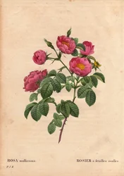 Tábua Botânica, Flower, Rose Variety: Rosa com folhas macias. (Rosa mollissima flora submultiplici). Variedade Rosa mollissima, antes de 1821. Em "Les Roses", Volume 2, de Pierre Joseph Redoute (1759-1840)