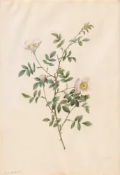 Brier Bush Rose ou Dog Rose (Rosa Sepium Rosea)
