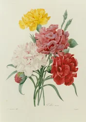 Cravos, de "Escolha das Flores Mais Belas", c.1833