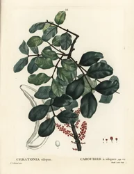 Alfarrobeira ou alfarroba, Ceratonia siliqua. Gravura de agulha colorida por Mixelle l