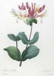 Folha de cabra, da escolha das mais belas flores e dos mais belos frutos, 1827 (gravura pontilhada à mão)