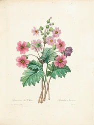 Prímula-chinesa, gravada por Bessin, de «Choix des Plus Belles Fleurs et des Plus Beaux Fruits», vol. II, 1827-33