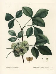 Lúpulo comum, cinza fedorenta ou cinza de wafer, Ptelea trifoliata. Gravura de agulha colorida por Mixelle l