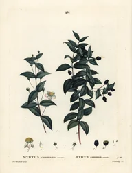 Mirto comum, Myrtus communis. Gravura de pontilhos coloridos à mão por Demachy após uma ilustração de Pierre-Joseph Redoute, de Henri Louis Duhamel du Moncel