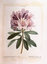 Rododendro comum (Rhododendron ponticum), Henry Louis Duhamel du Monceau, placa botânica de Pierre Joseph Redouté