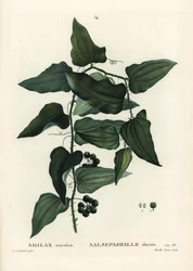 Smilax comum, bindweed bindweed, salsaparilla ou smilax mediterrânico, Smilax aspera (Smilax excelsa). Gravura de agulha colorida à mão por Mixelle l