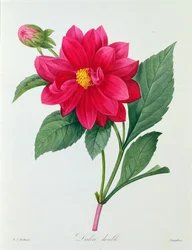 Dahlia Double (gravura colorida)