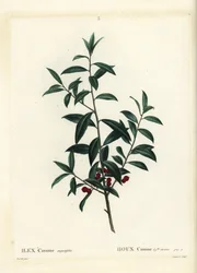 Dahoon holly ou cassina, Ilex cassine. Gravura de agulha colorida por Coqueret depois de uma ilustração de Pierre-Joseph Redoute de Henri Louis Duhamel du Moncel