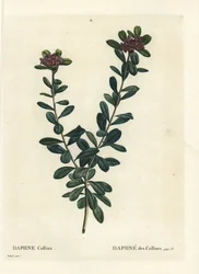 Daphne sericea (Daphne collina). Gravação de um estilete colorido à mão por Pierre-Joseph Redoute de Henri Louis Duhamel du Monceau