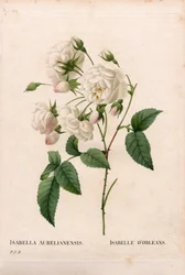 Rosa D