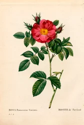 Duquesa de Portland rose, Rosa portlandica, Rosa de Portland. Gravura em chapa de cobre colorida à mão de "Les Roses", de Pierre Joseph Redoute, Paris