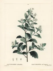 Baccharis oriental, moita, murta do mar ou salsicha, Baccharis halimifolia. Gravura de agulha colorida por Miss Brenet depois de uma ilustração de Pierre-Joseph Redoute de Henri Louis Duhamel du Moncel