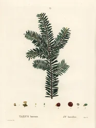 Teixo inglês ou teixo europeu, Taxus baccata. Gravura em estilete colorido depois de uma ilustração de Pierre-Joseph Redoute, de Henri Louis Duhamel du Monceau