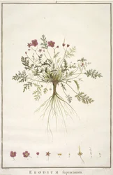 Daisy supracanum, de Geraniologia, ou horas, PELARGONII, ícones história Monsoniae grielum para ilustrar, 1787-88 (gravura mão-colorida)