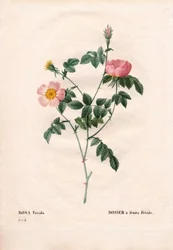 Rosa da fruta Fetide. Gravura em chapa de cobre colorida à mão de "Les Roses", de Pierre Joseph Redoute, Paris