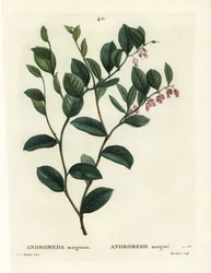 Fetterbush, Andrómeda marginata. Gravura de um estilete colorido à mão de J. Marchand após uma ilustração de Pierre-Joseph Redoute, de Henri Louis Duhamel du Moncel