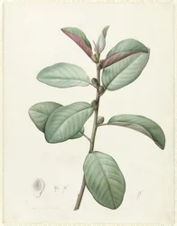 Ficus rubeginosa (wc e bodycolour sobre grafite aveludado)
