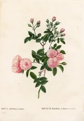 Multiflora rosa cor-de-rosa, Rosa multiflora var. carnea, Rosier Multiflora com flores de carnea. Gravura em chapa de cobre colorida à mão, de Pierre Joseph Redoute, "Les Roses", Paris