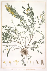 Vassoura pedúnculo de tiras que são novos ou menos Cognitae, 1784 (gravura mão-colorida)