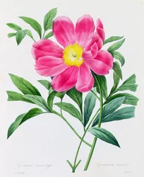 Genciana sem haste (gravura colorida)