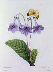 Gloxinia (gravura colorida)