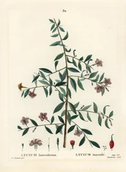 Goji berry ou mirtilo-lobo chinês, Lycium barbarum (Lycium lanceolatum). Gravura de estilete colorida à mão por Du Ruisseau após uma ilustração de Pierre-Joseph Redoute de Henri Louis Duhamel du Moncel