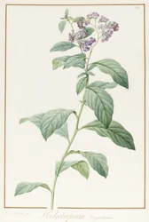 Heliotropium Corymbosurn, 1812 (wc e bodycolour sobre grafite aveludado)
