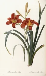 Hemerocallis Fulva - Hemerocalle Fauve