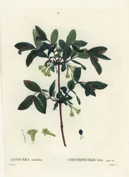Honeyberry, Haskap berry, blue-berried honeysuckle, ou sweetberry honeysuckle, Lonicera caerulea. Gravura de agulha colorida por Miss Brenet depois de uma ilustração de Pierre-Joseph Redoute de Henri Louis Duhamel du Moncel