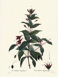Hummingbird fuchsia, Fuchsia magellanica. Gravura de estilete colorida à mão por Du Ruisseau após uma ilustração de Pierre-Joseph Redoute, de Henri Louis Duhamel du Moncel